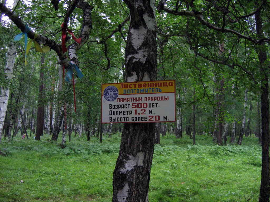 Аршан, Тункинская долина, Бурятия. Июль 2009