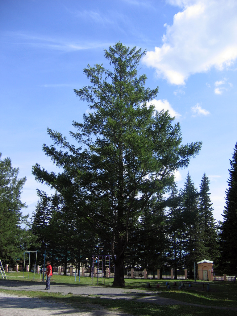 Аршан, Тункинская долина, Бурятия. Июль 2009
