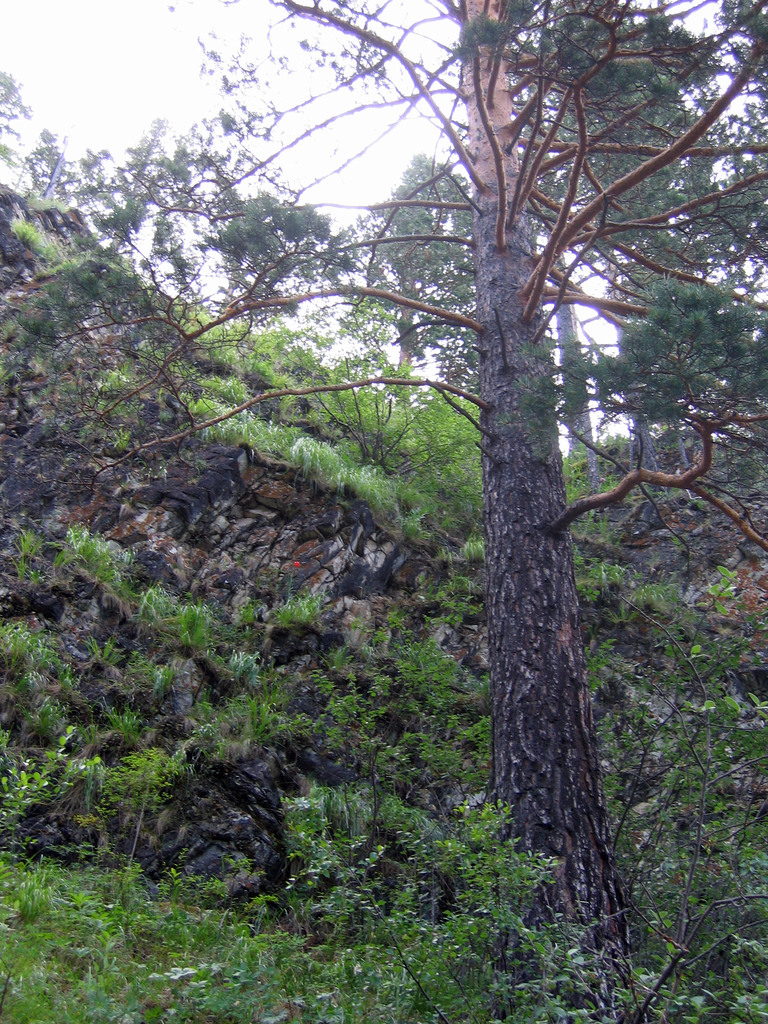 Аршан, Тункинская долина, Бурятия. Июль 2009
