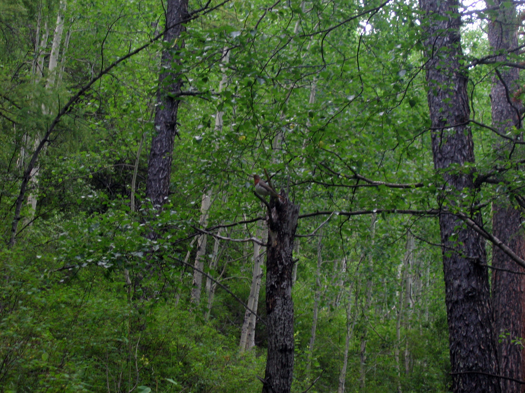 Аршан, Тункинская долина, Бурятия. Июль 2009