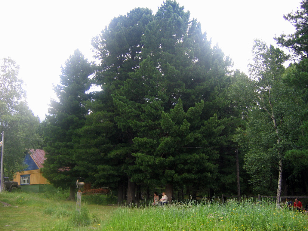 Аршан, Тункинская долина, Бурятия. Июль 2009