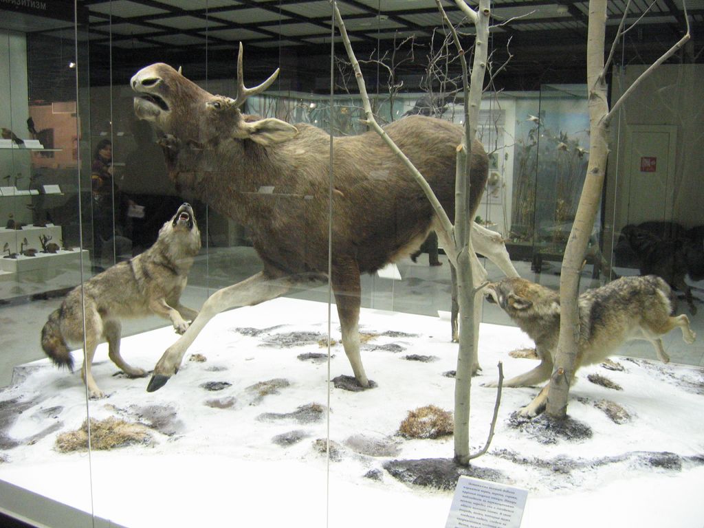 Дарвиновский музей