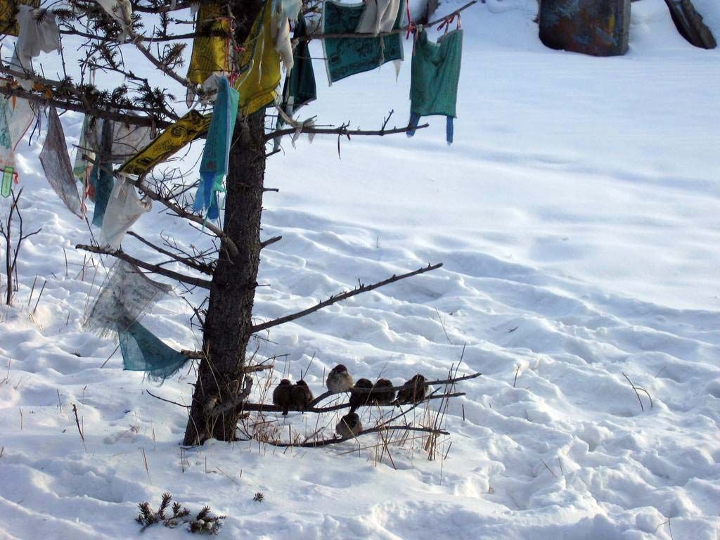 Иволгинский дацан. Январь 2006