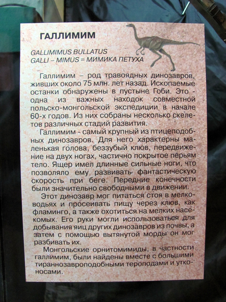 Выставка в Улан-Удэ «Эра динозавров»