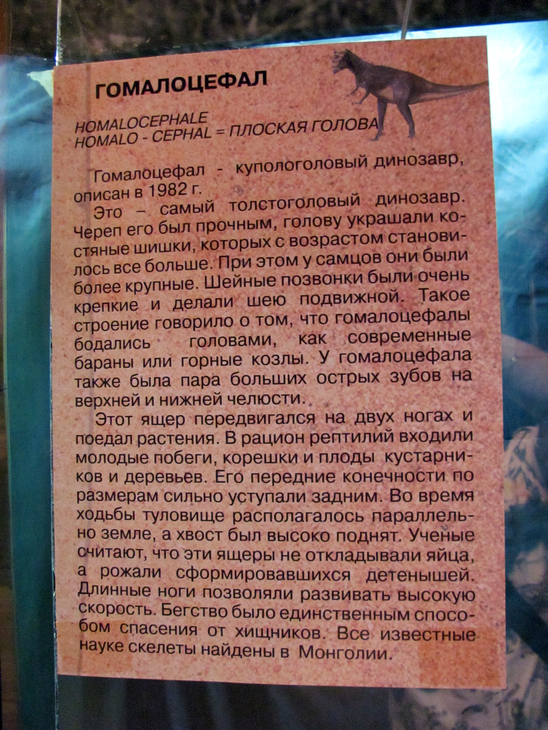 Выставка в Улан-Удэ «Эра динозавров»