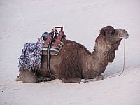 Тунис. На верблюдах по Сахаре