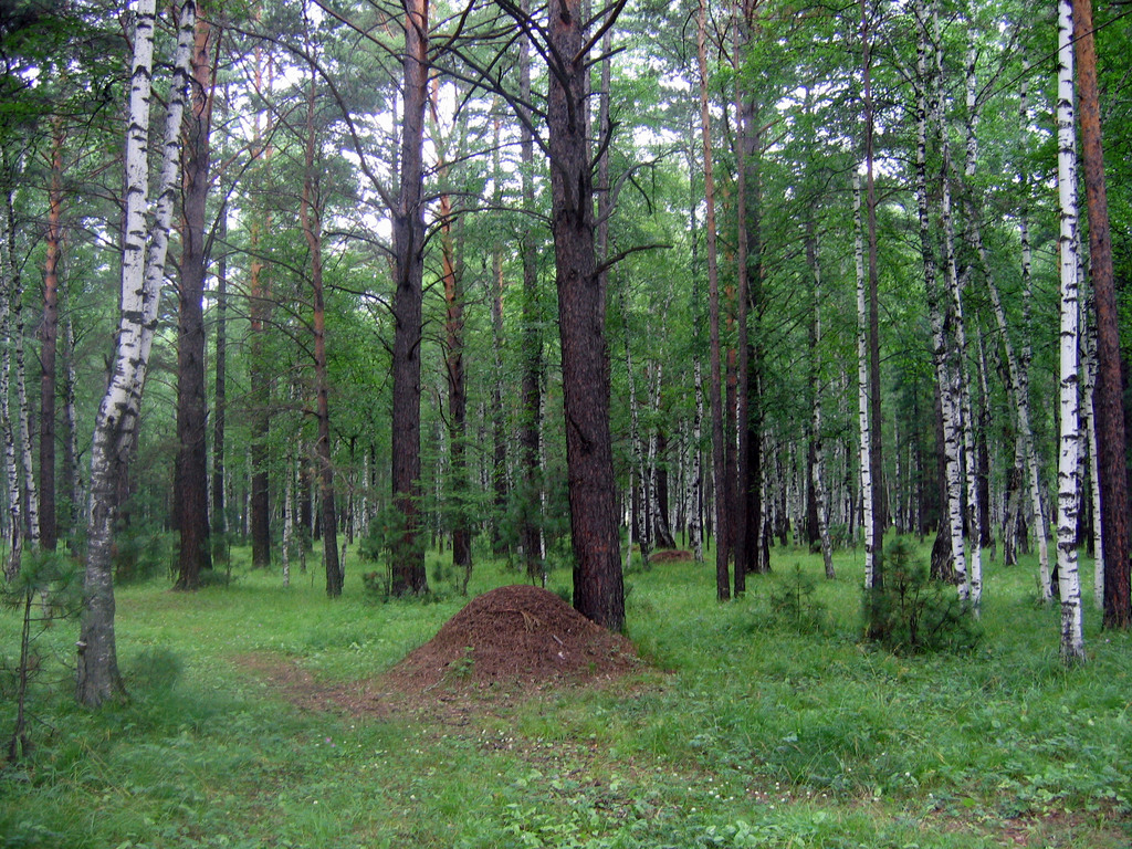 Аршан, Тункинская долина, Бурятия. Июль 2009