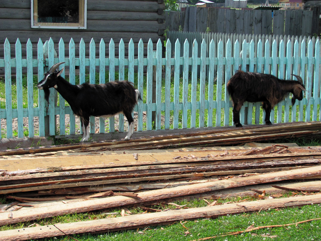 Байкал. Село Сухая. Июль 2010