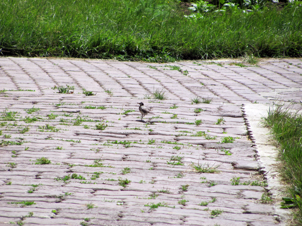 Байкал. Село Сухая. Июль 2010