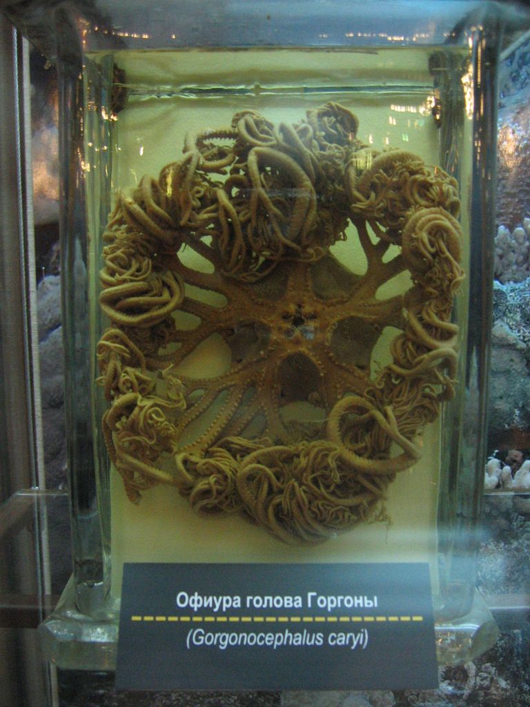 Дарвиновский музей