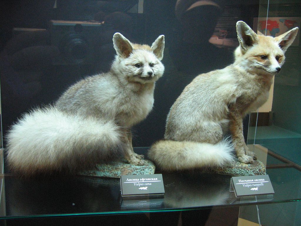 Дарвиновский музей