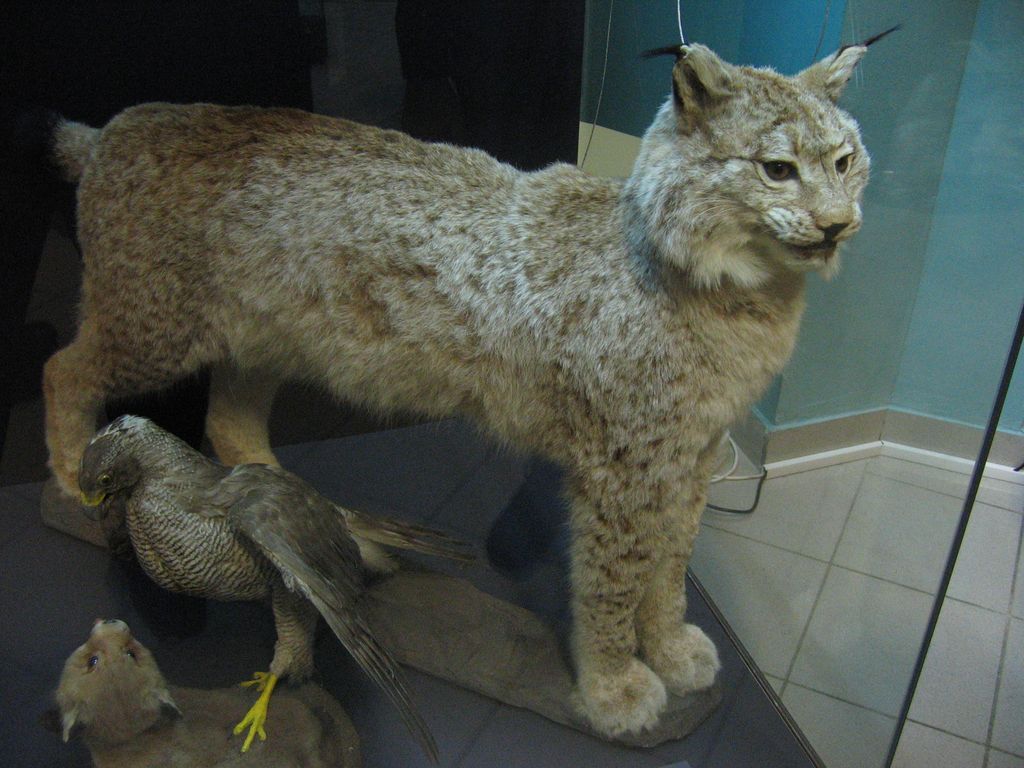 Дарвиновский музей