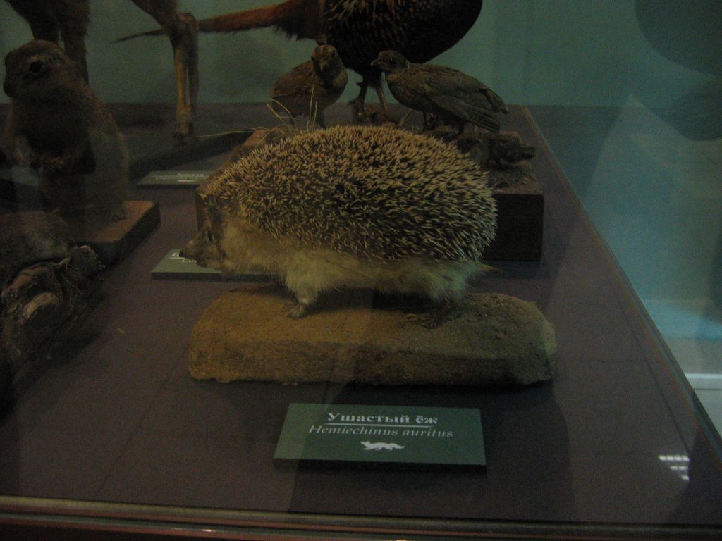 Дарвиновский музей