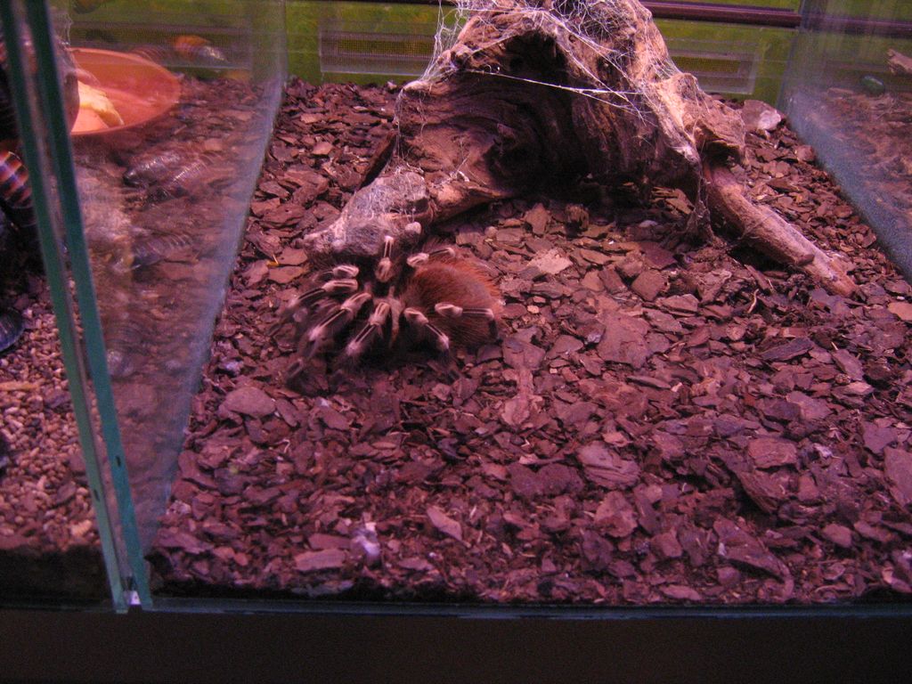 Дарвиновский музей