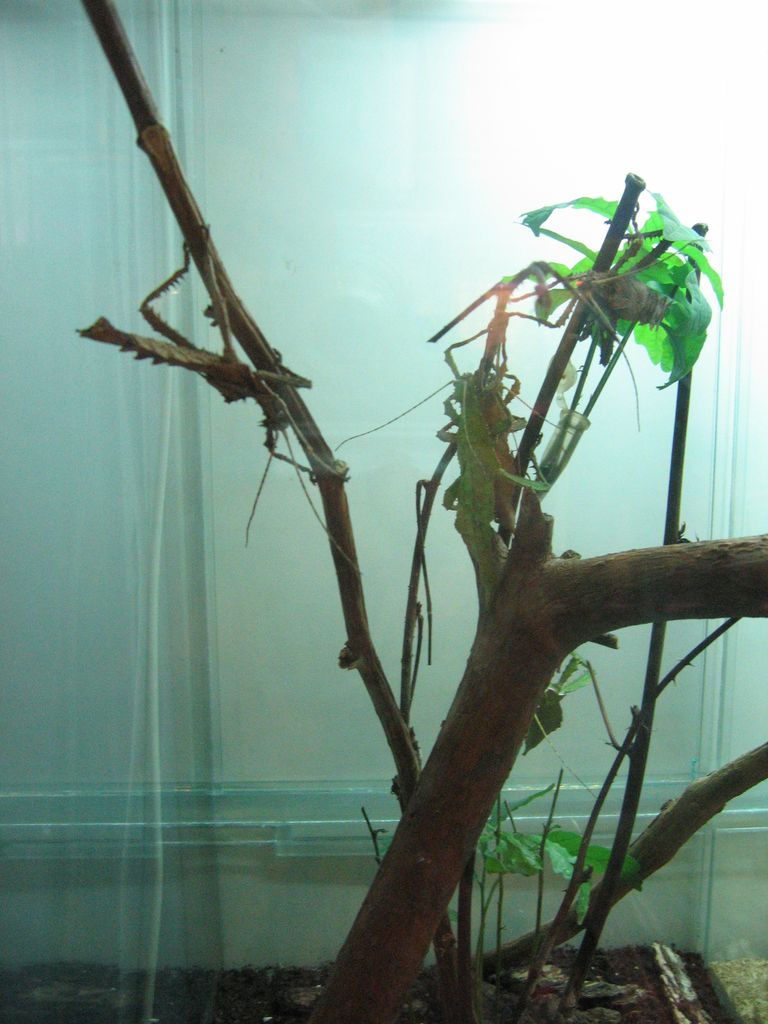 Дарвиновский музей