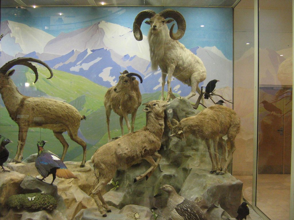 Дарвиновский музей