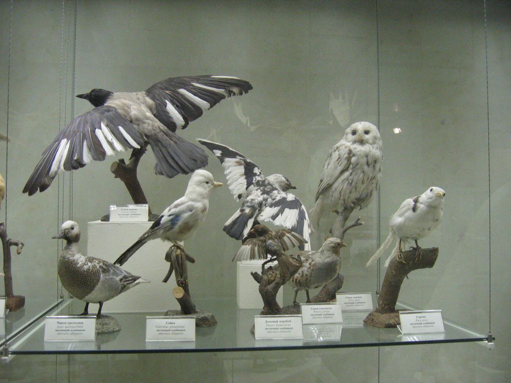 Дарвиновский музей