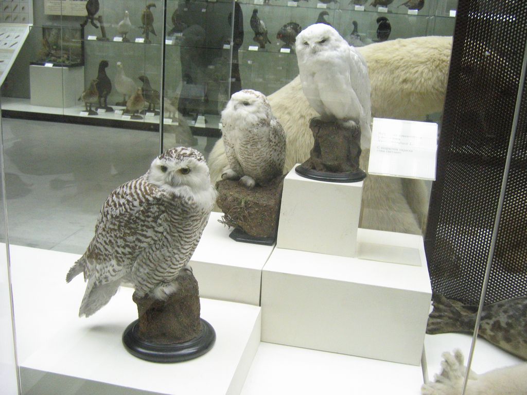 Дарвиновский музей