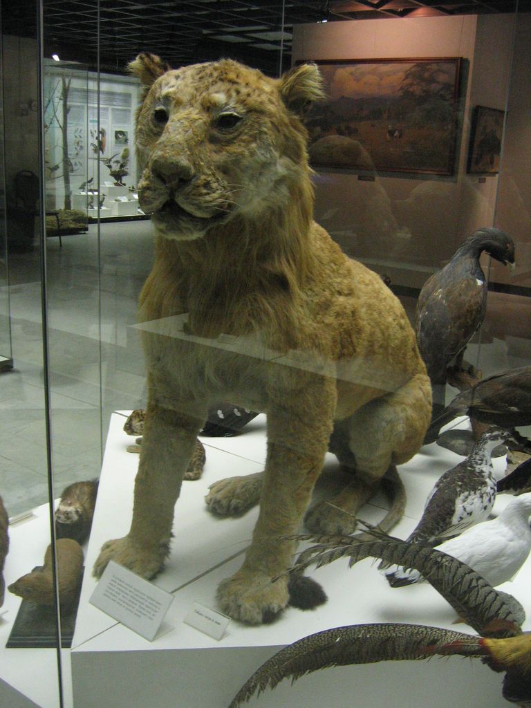 Дарвиновский музей