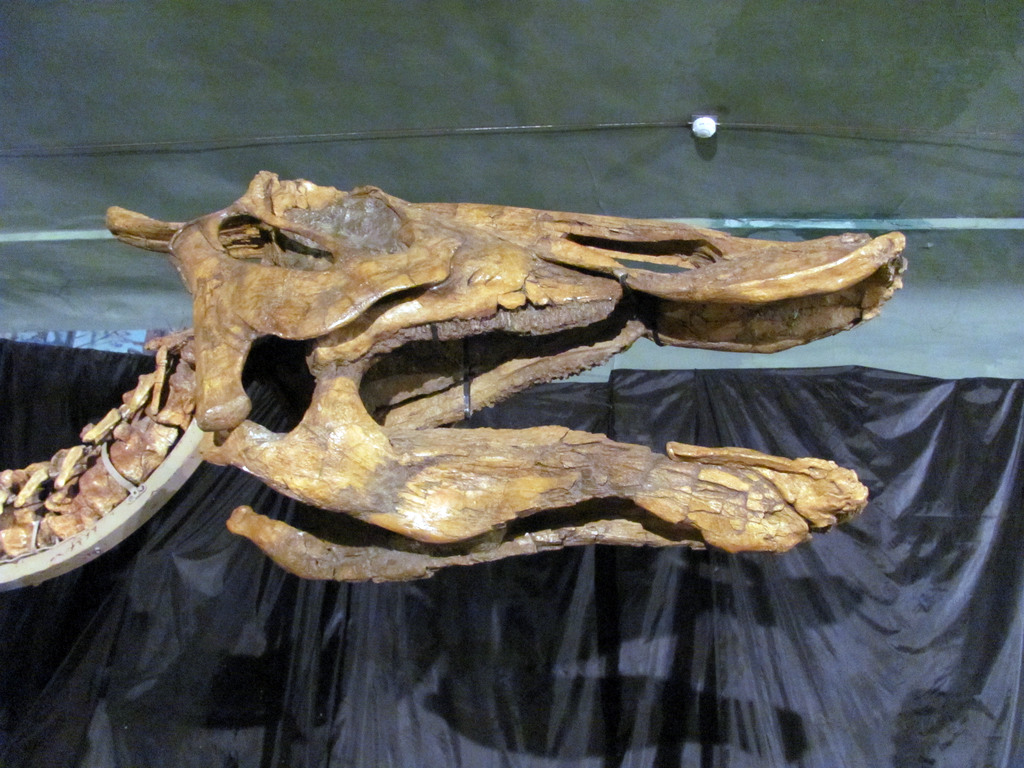 Выставка в Улан-Удэ «Эра динозавров»