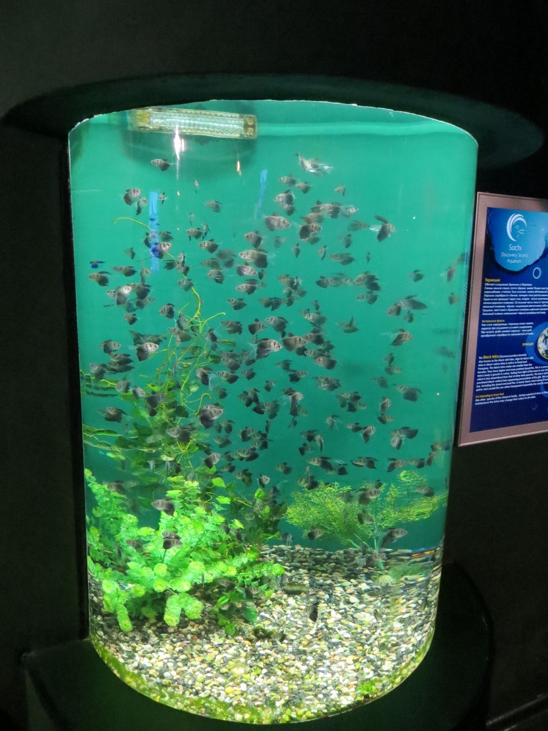 Формула 1 в Сочи 2014