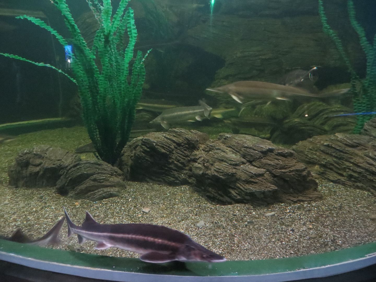 Формула 1 в Сочи 2014