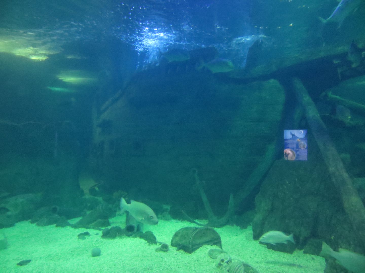 Формула 1 в Сочи 2014