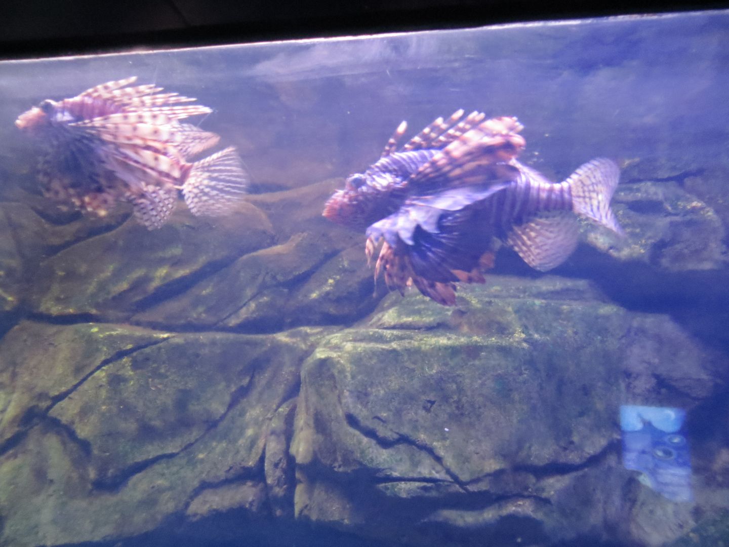 Формула 1 в Сочи 2014