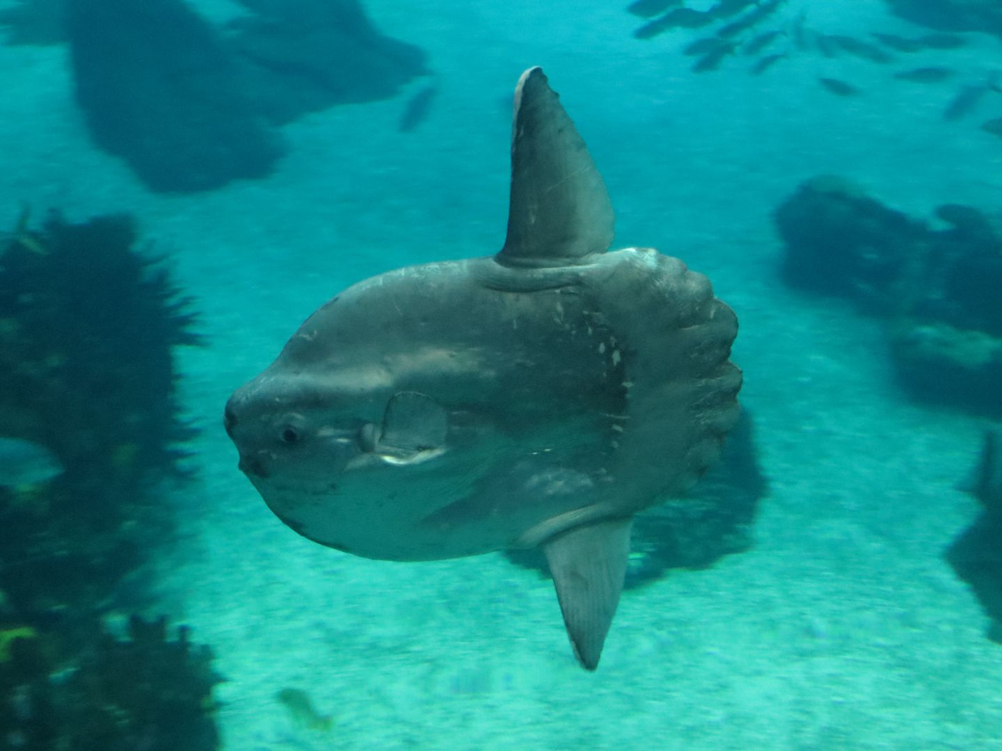 Фотографии Португалии. Лиссабон. Январь 2014