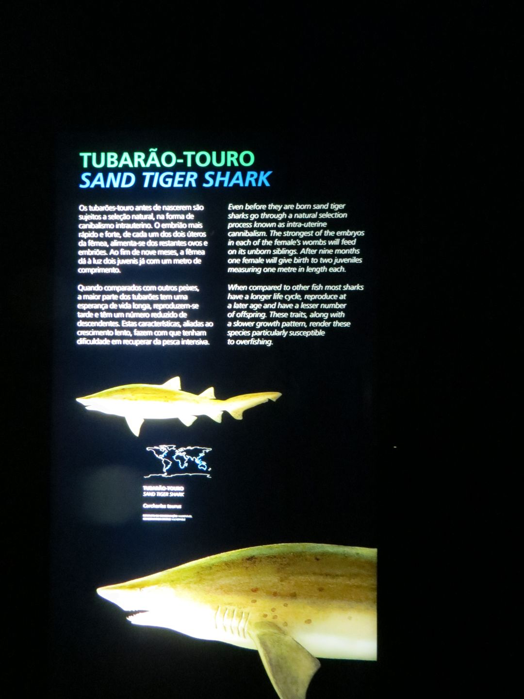 Фотографии Португалии. Лиссабон. Январь 2014