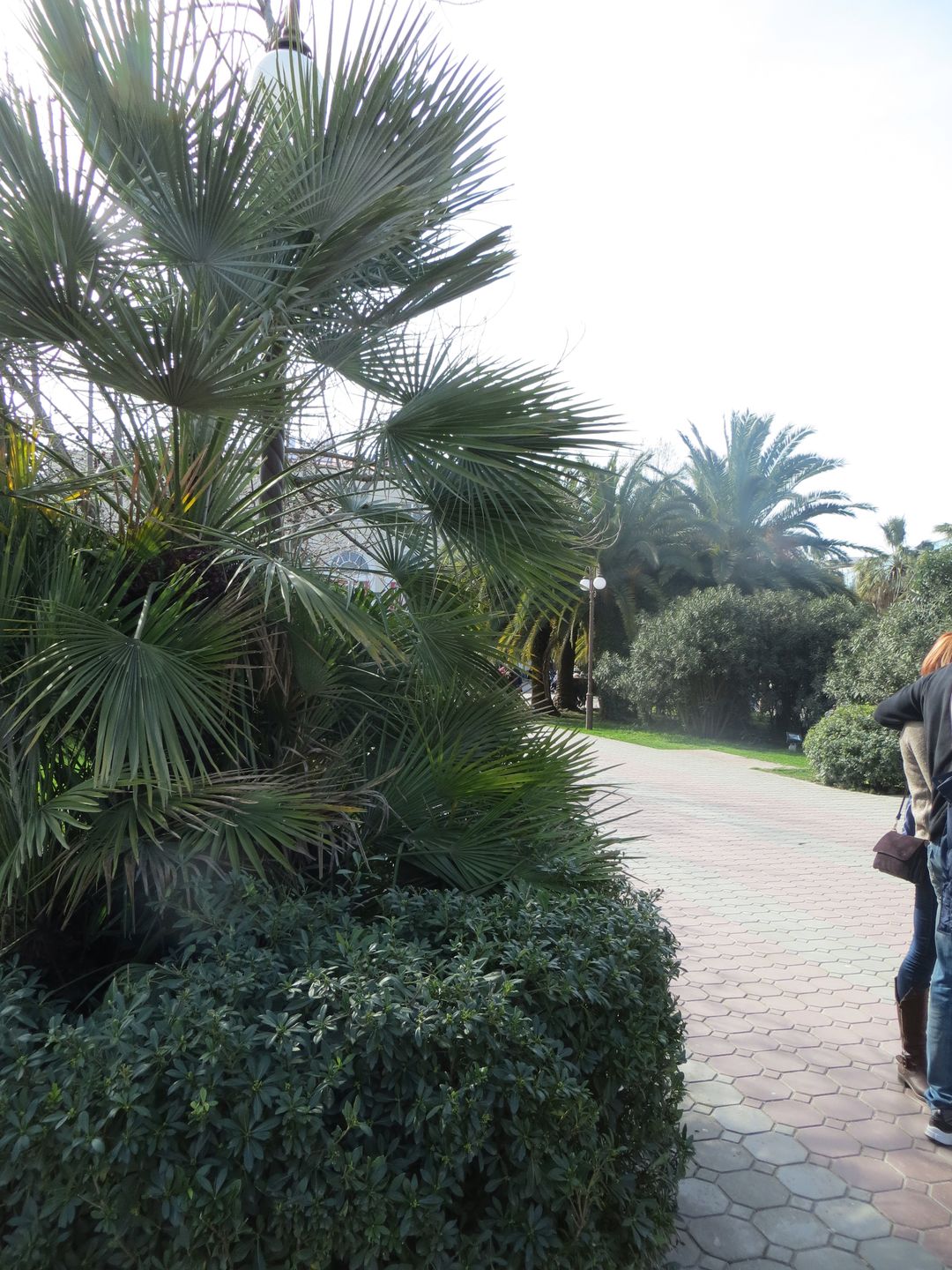 Олимпиада в Сочи. Февраль 2014. Сочи, Адлер, Агурское ущелье, гора Ахун