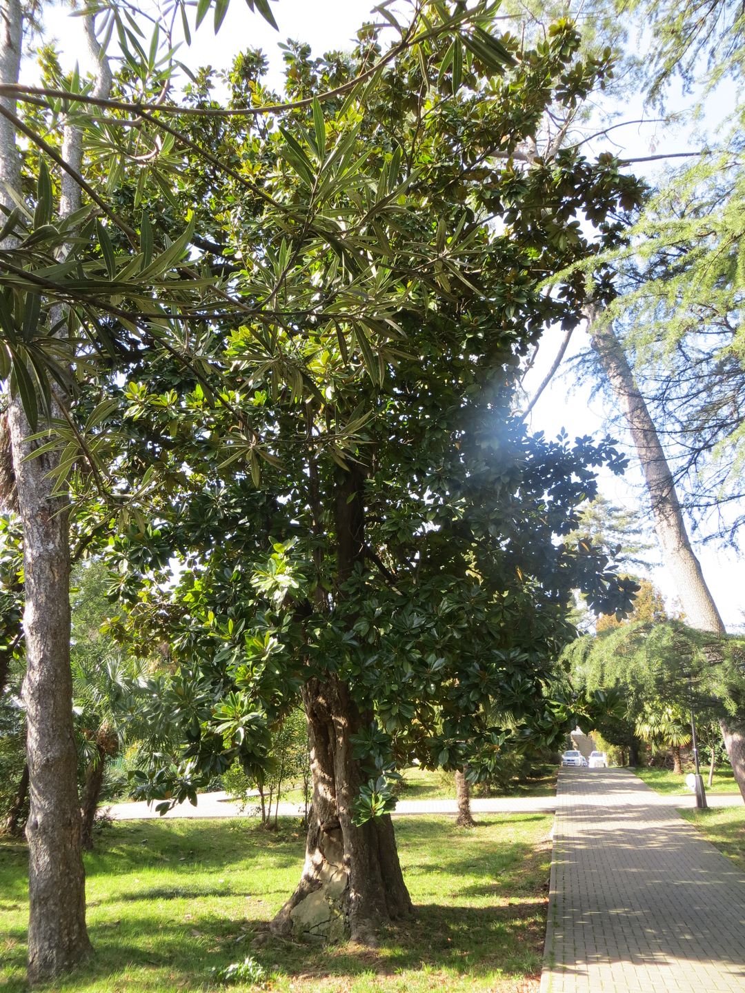 Олимпиада в Сочи. Февраль 2014. Сочи, Адлер, Агурское ущелье, гора Ахун