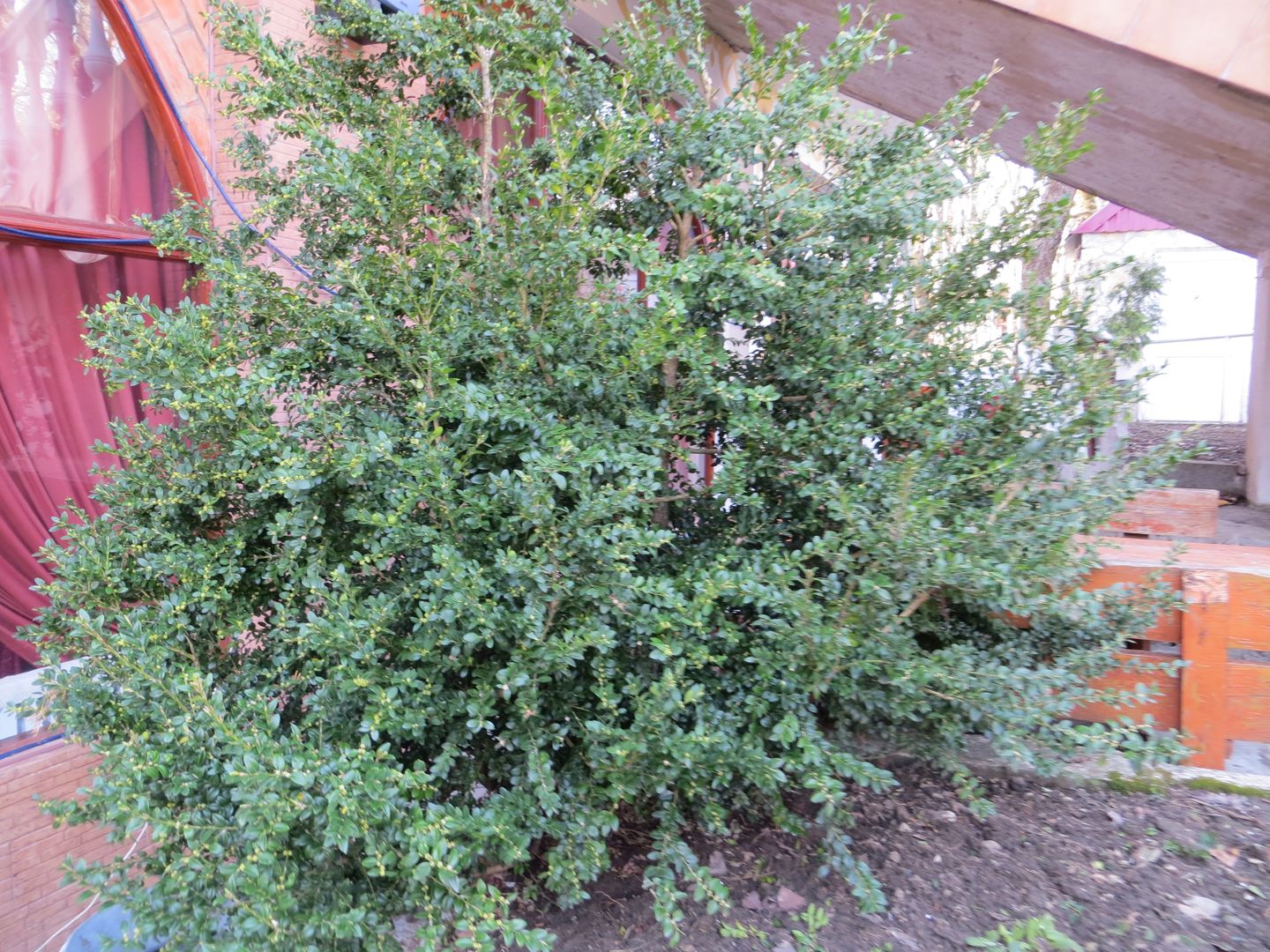 Олимпиада в Сочи. Февраль 2014. Сочи, Адлер, Агурское ущелье, гора Ахун