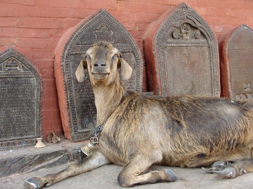 tibet24.jpg