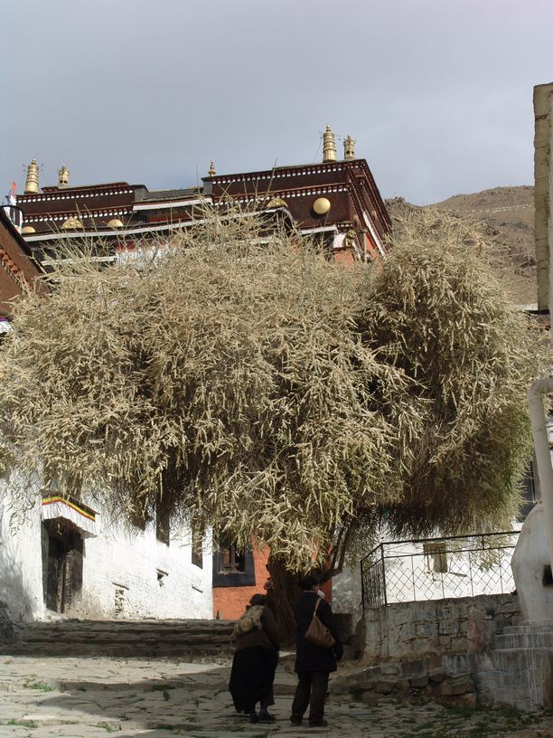 tibet77.jpg