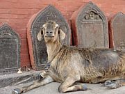 tibet24.jpg