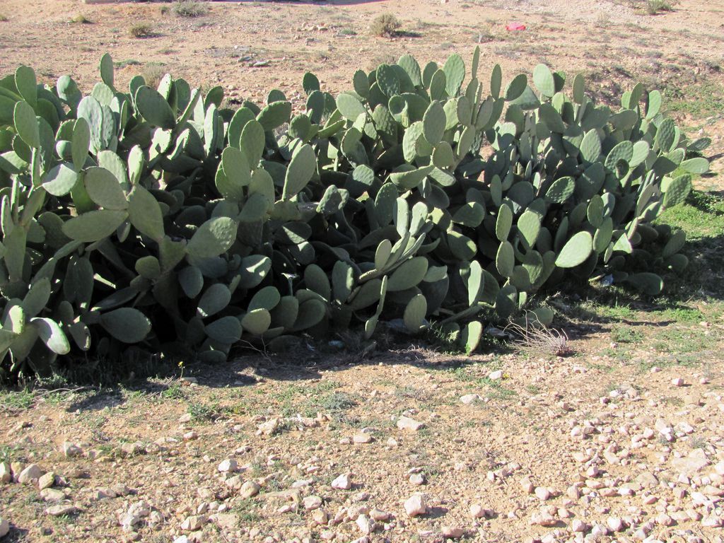 Тунис. Разное. Январь 2011