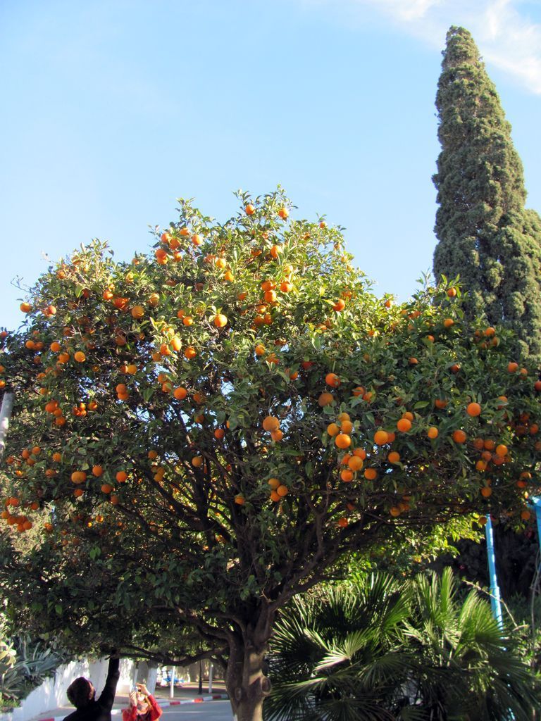 Тунис. Разное. Январь 2011