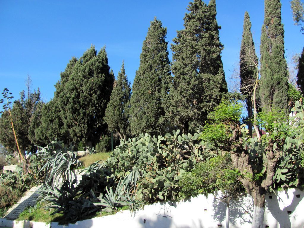 Тунис. Разное. Январь 2011