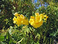 Тунис. Разное. Январь 2011