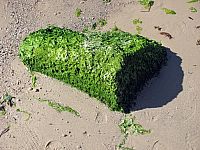 Тунис. Разное. Январь 2011