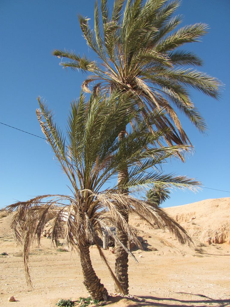 Тунис. Берберский район. Январь 2011