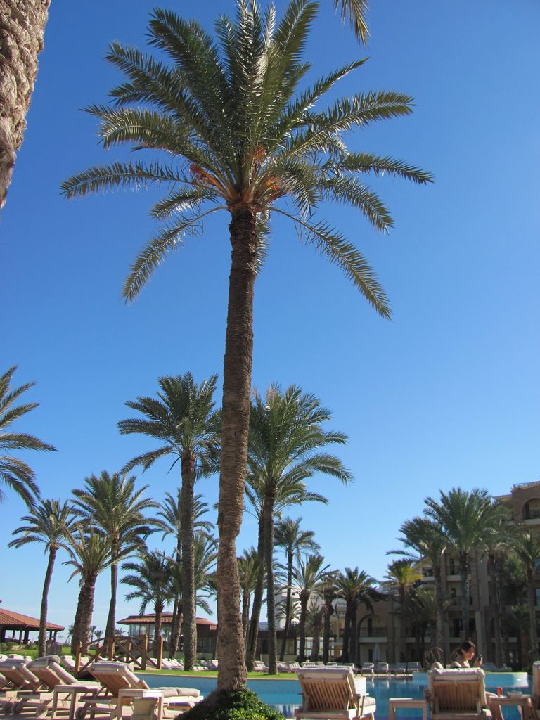 Тунис. Отель Movenpick. Январь 2011