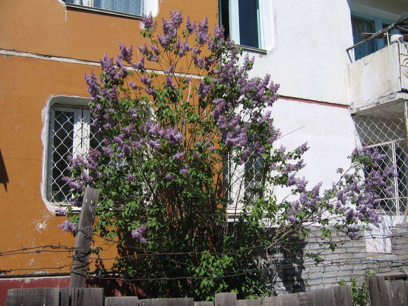 ����-��� 2007