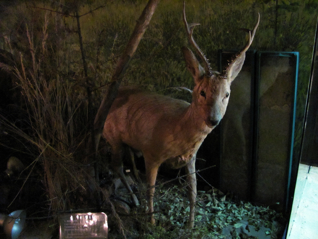 Музей природы Бурятии. Республиканский художественный музей им. Ц.С. Сампилова. Июль 2010