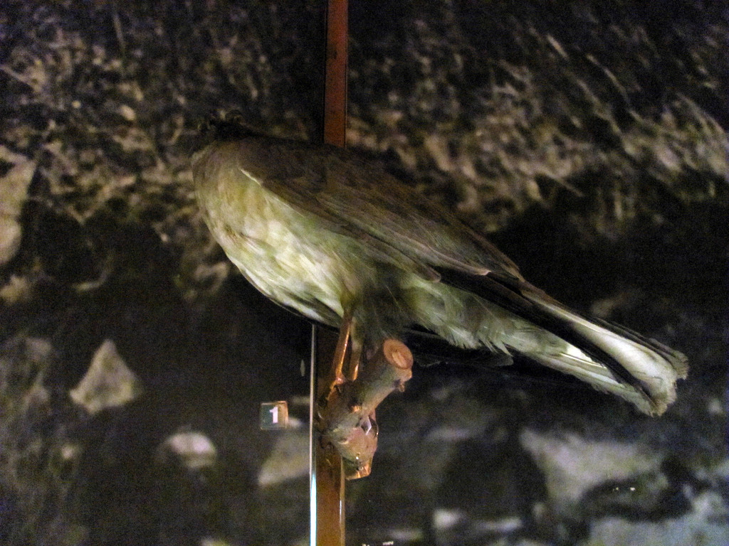 Музей природы Бурятии. Республиканский художественный музей им. Ц.С. Сампилова. Июль 2010