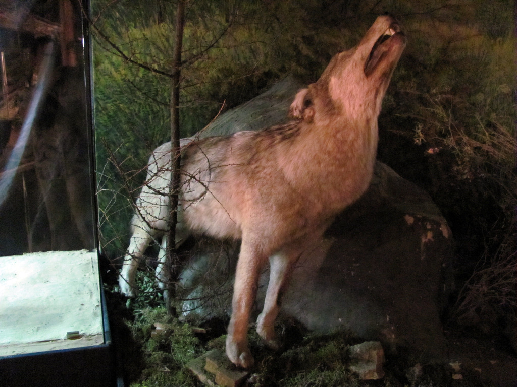 Музей природы Бурятии. Республиканский художественный музей им. Ц.С. Сампилова. Июль 2010