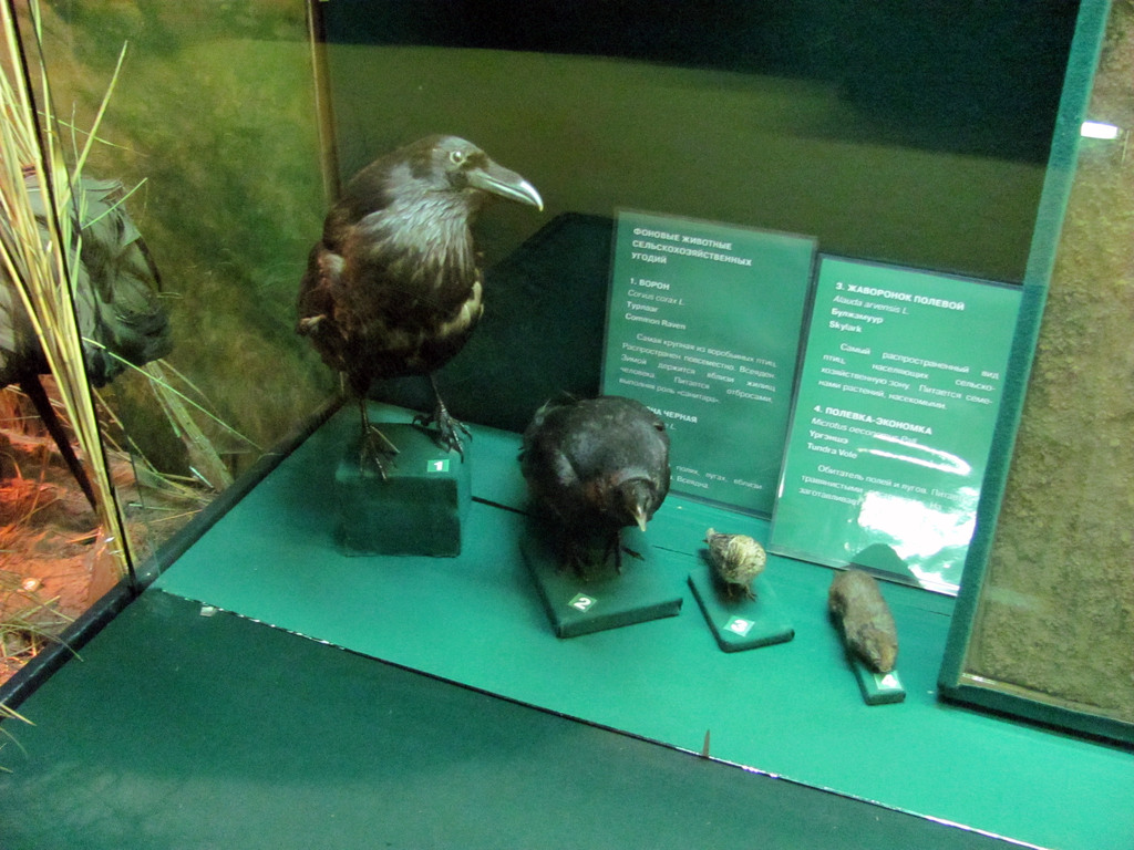 Музей природы Бурятии. Республиканский художественный музей им. Ц.С. Сампилова. Июль 2010